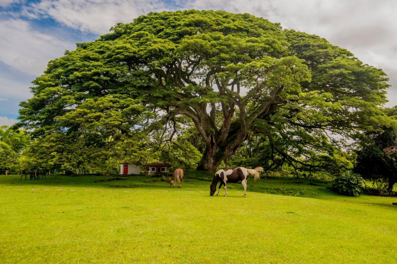 Hacienda El Saman Villa Quimbaya Ngoại thất bức ảnh